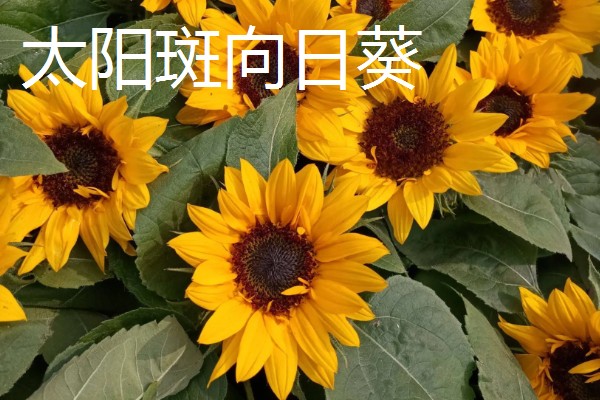 观赏向日葵品种,推荐玩具熊向日葵、太阳斑向日葵等