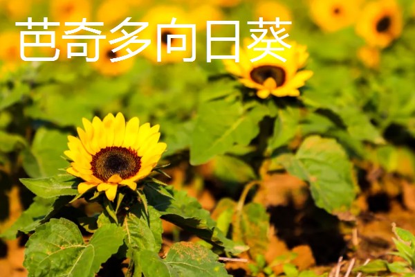 观赏向日葵品种,推荐玩具熊向日葵、太阳斑向日葵等