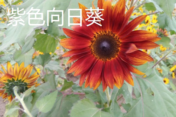 观赏向日葵品种,推荐玩具熊向日葵、太阳斑向日葵等
