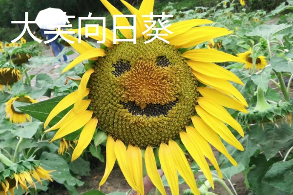 观赏向日葵品种,推荐玩具熊向日葵、太阳斑向日葵等