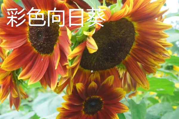 观赏向日葵品种,推荐玩具熊向日葵、太阳斑向日葵等