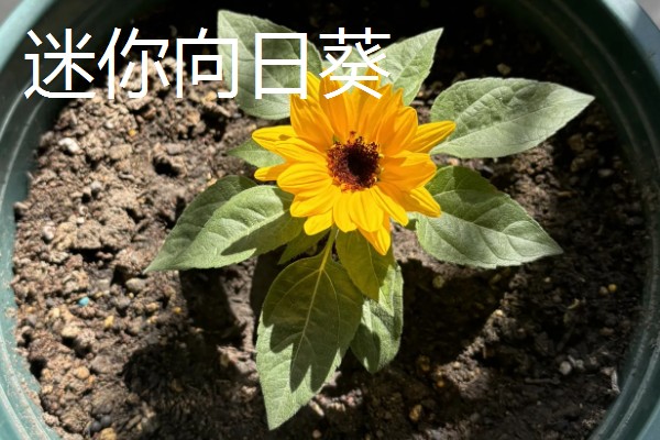 观赏向日葵品种,推荐玩具熊向日葵、太阳斑向日葵等