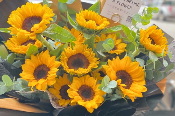 观赏向日葵品种,推荐玩具熊向日葵、太阳斑向日葵等