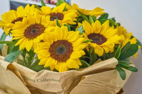 观赏向日葵品种,推荐玩具熊向日葵、太阳斑向日葵等