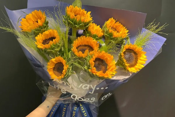 观赏向日葵品种,推荐玩具熊向日葵、太阳斑向日葵等