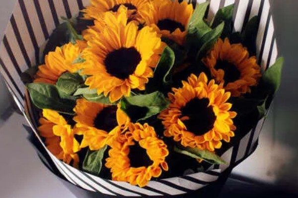 观赏向日葵品种,推荐玩具熊向日葵、太阳斑向日葵等