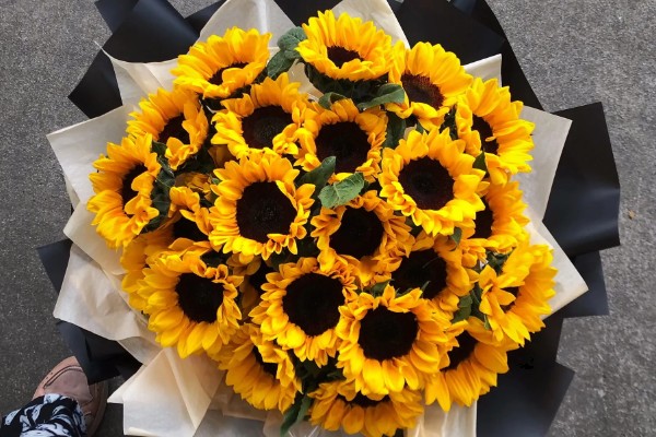 观赏向日葵品种,推荐玩具熊向日葵、太阳斑向日葵等