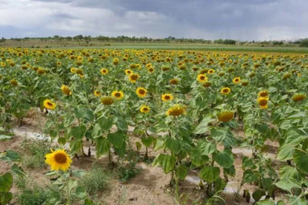 观赏向日葵品种,推荐玩具熊向日葵、太阳斑向日葵等