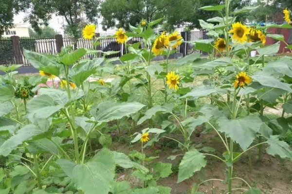 观赏向日葵品种,推荐玩具熊向日葵、太阳斑向日葵等