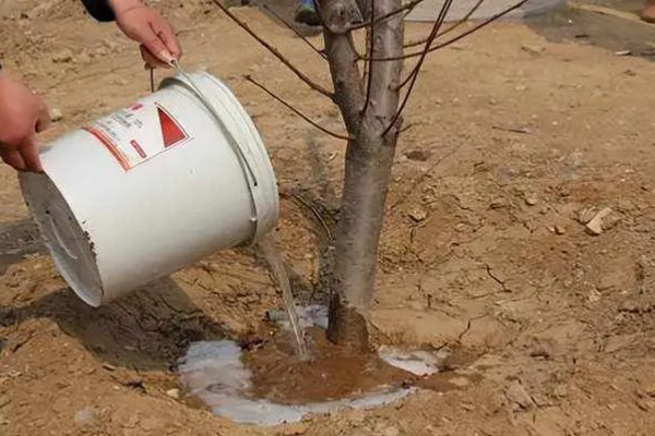 恶霉灵与多菌灵有什么区别，多菌灵的适用性更广