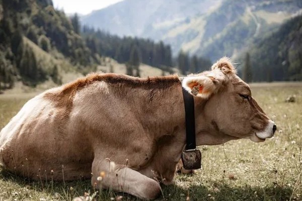 牛回草的简介,是指牛反刍