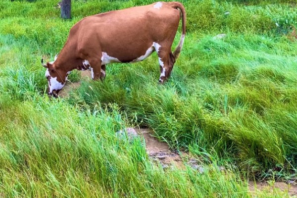 牛回草的简介,是指牛反刍