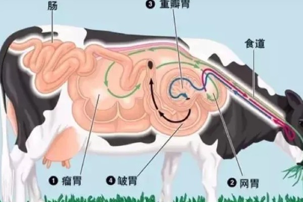 牛回草的简介,是指牛反刍