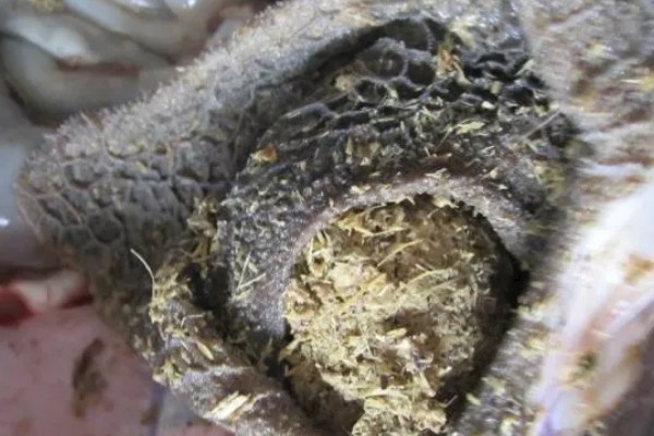 牛回草的简介,是指牛反刍