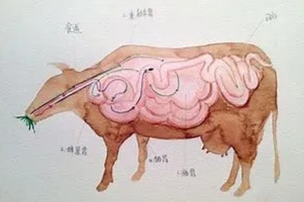 牛回草的简介,是指牛反刍