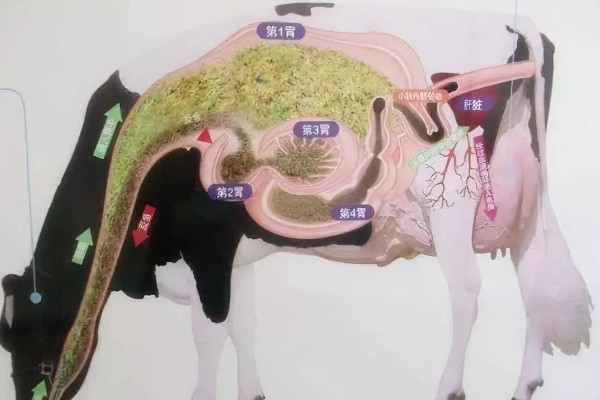 牛回草的简介,是指牛反刍