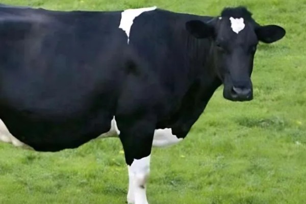 牛回草的简介,是指牛反刍