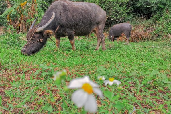 牛回草的简介,是指牛反刍