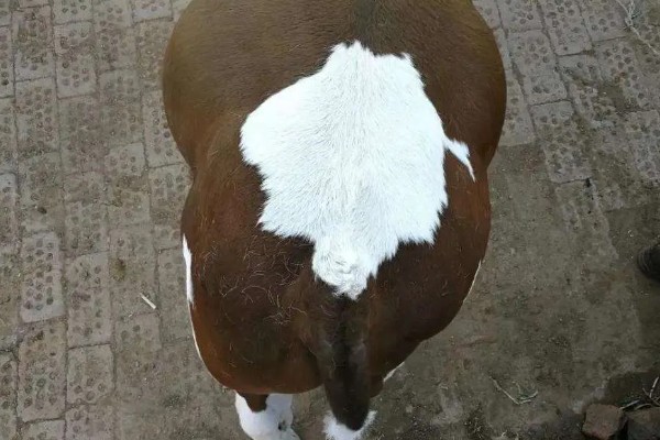 牛回草的简介,是指牛反刍