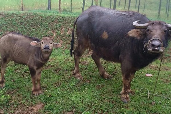 牛回草的简介,是指牛反刍