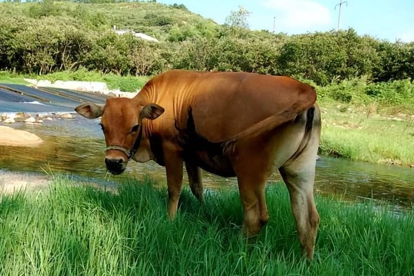 牛回草的简介,是指牛反刍