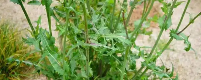 苦苣怎么种植，品种不同定植的密度应有所差异