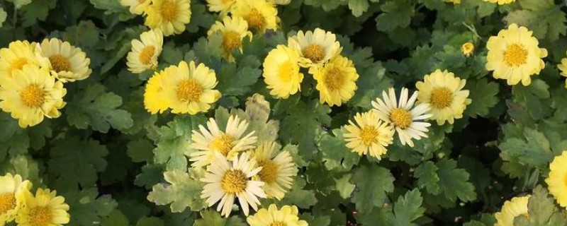 菊花十一月份可以栽活吗，十一月份不能栽活