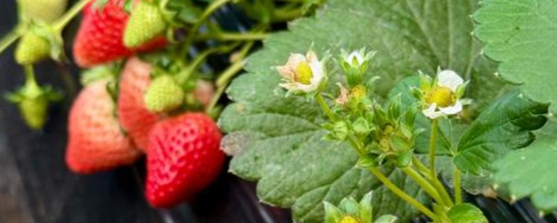 露天草莓选择哪些品种比较好，推荐甜查理、蒙特瑞等