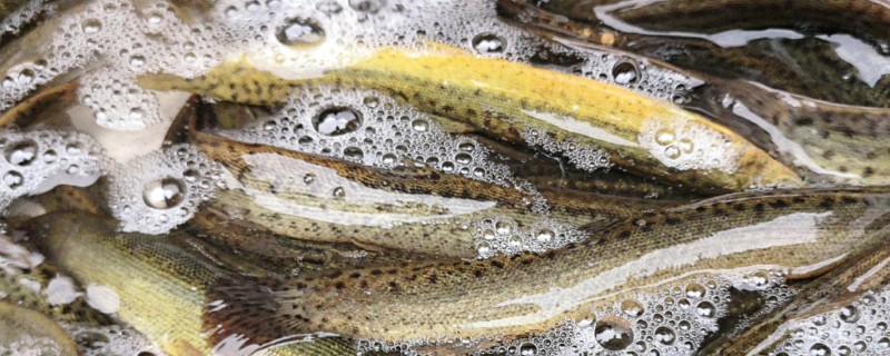 养殖泥鳅有什么风险，对技术的要求较高且病害难以防治