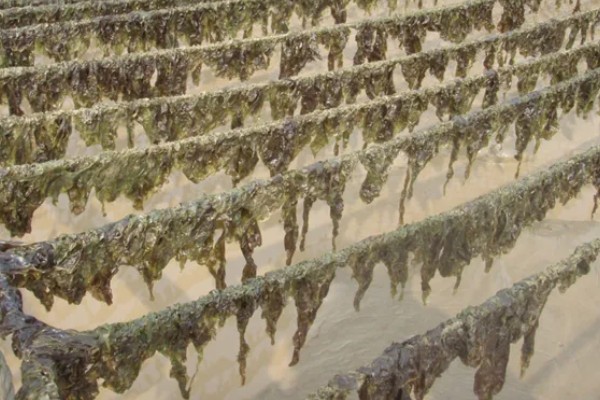 紫菜有不同颜色的原因，色素的含量不同