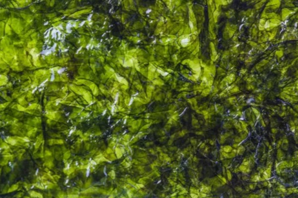 紫菜有不同颜色的原因，色素的含量不同