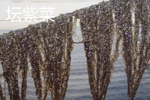 紫菜有不同颜色的原因，色素的含量不同