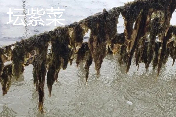 紫菜有不同颜色的原因，色素的含量不同