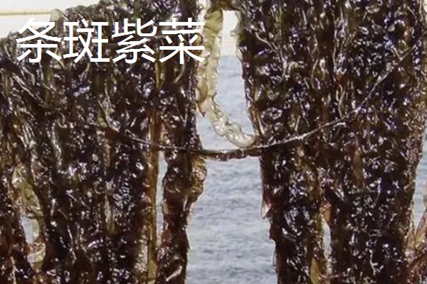 紫菜有不同颜色的原因，色素的含量不同