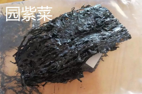 紫菜有不同颜色的原因，色素的含量不同