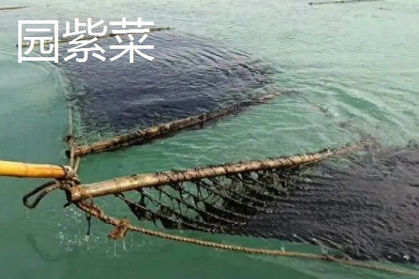 紫菜有不同颜色的原因，色素的含量不同