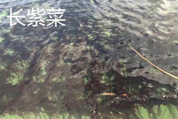 紫菜有不同颜色的原因，色素的含量不同