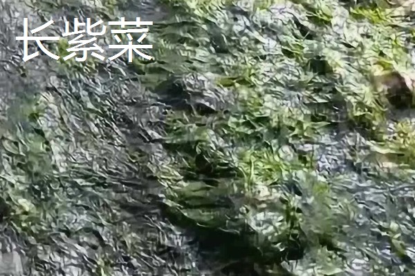 紫菜有不同颜色的原因，色素的含量不同