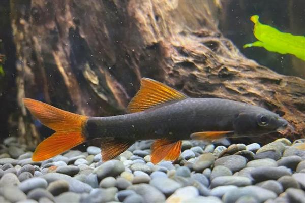 彩虹鲨是清洁鱼吗,属于清洁鱼的一种