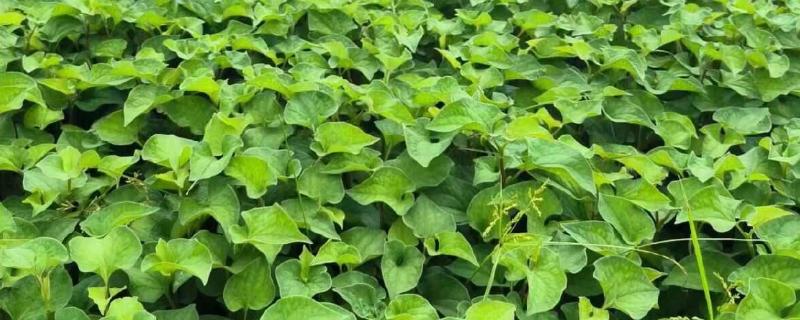 鱼腥草怎么种植，株距保持在8-10厘米