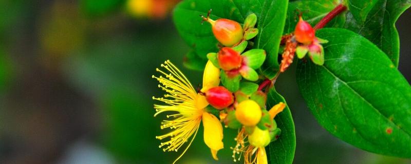 浆果金丝桃的养殖方法，按照见干见湿的原则浇水