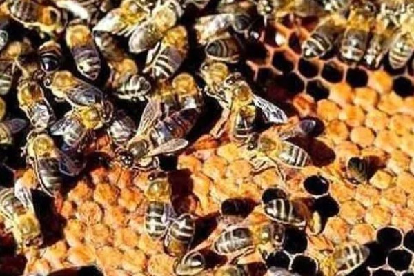 蜜蜂会冬眠吗,会半冬眠