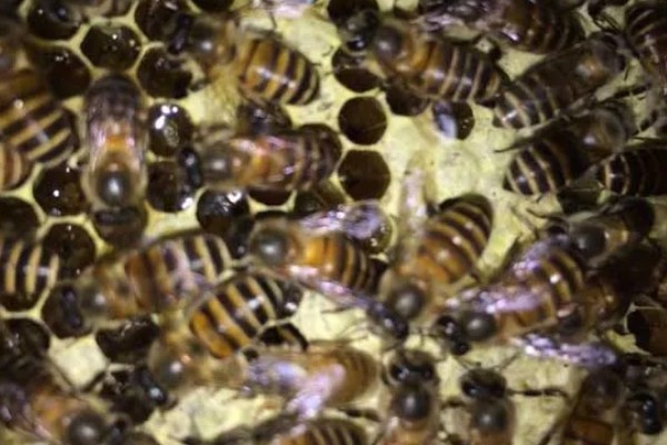 蜜蜂会冬眠吗,会半冬眠