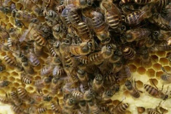 蜜蜂会冬眠吗,会半冬眠