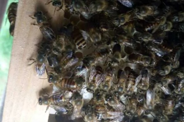 蜜蜂会冬眠吗,会半冬眠