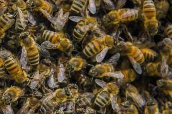 蜜蜂会冬眠吗,会半冬眠