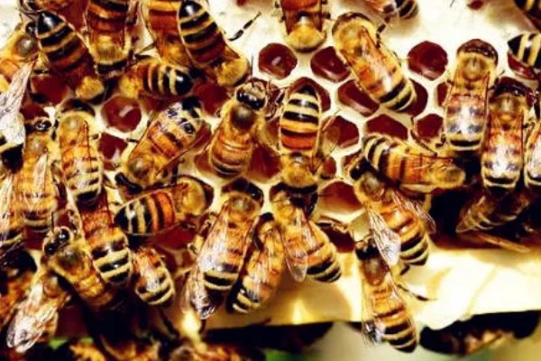 蜜蜂会冬眠吗,会半冬眠