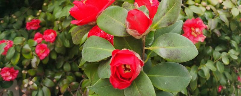 山茶花的名字由来，通过英译而来