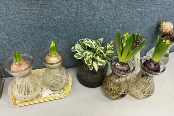 怎么水培风信子,容器最好选择玻璃制的