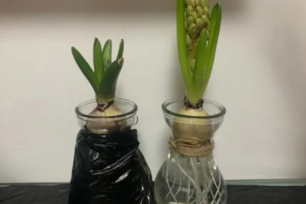 怎么水培风信子,容器最好选择玻璃制的